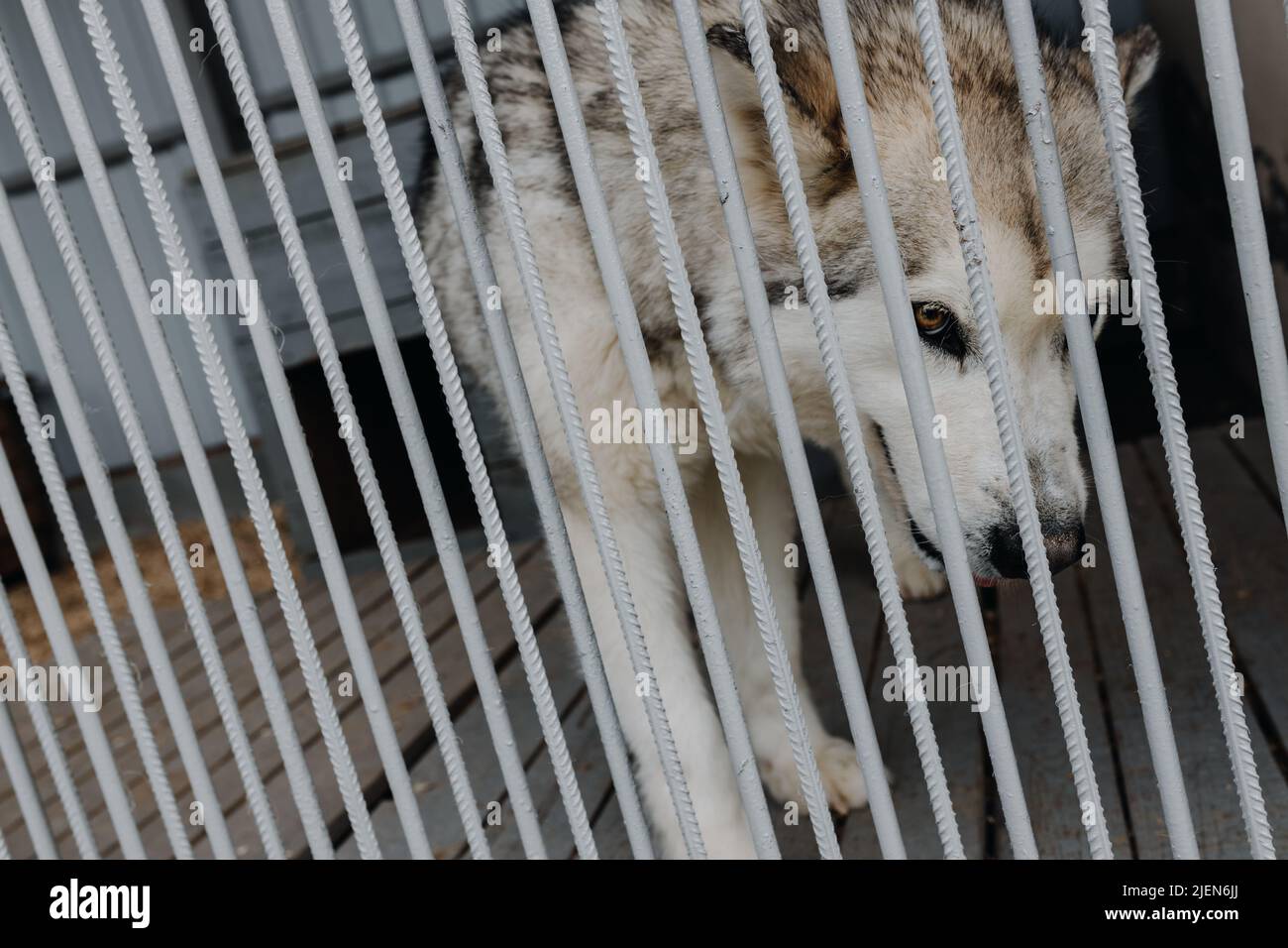 Homeless dog in a cage. Unhappy dog behind bars in a dog shelter Stock