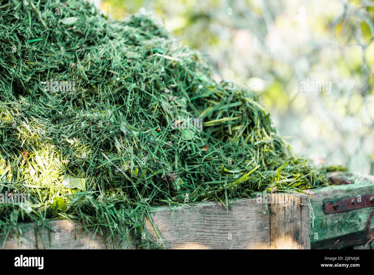 Closeup photo of fresh cut green grass pile in box. Compost, manure