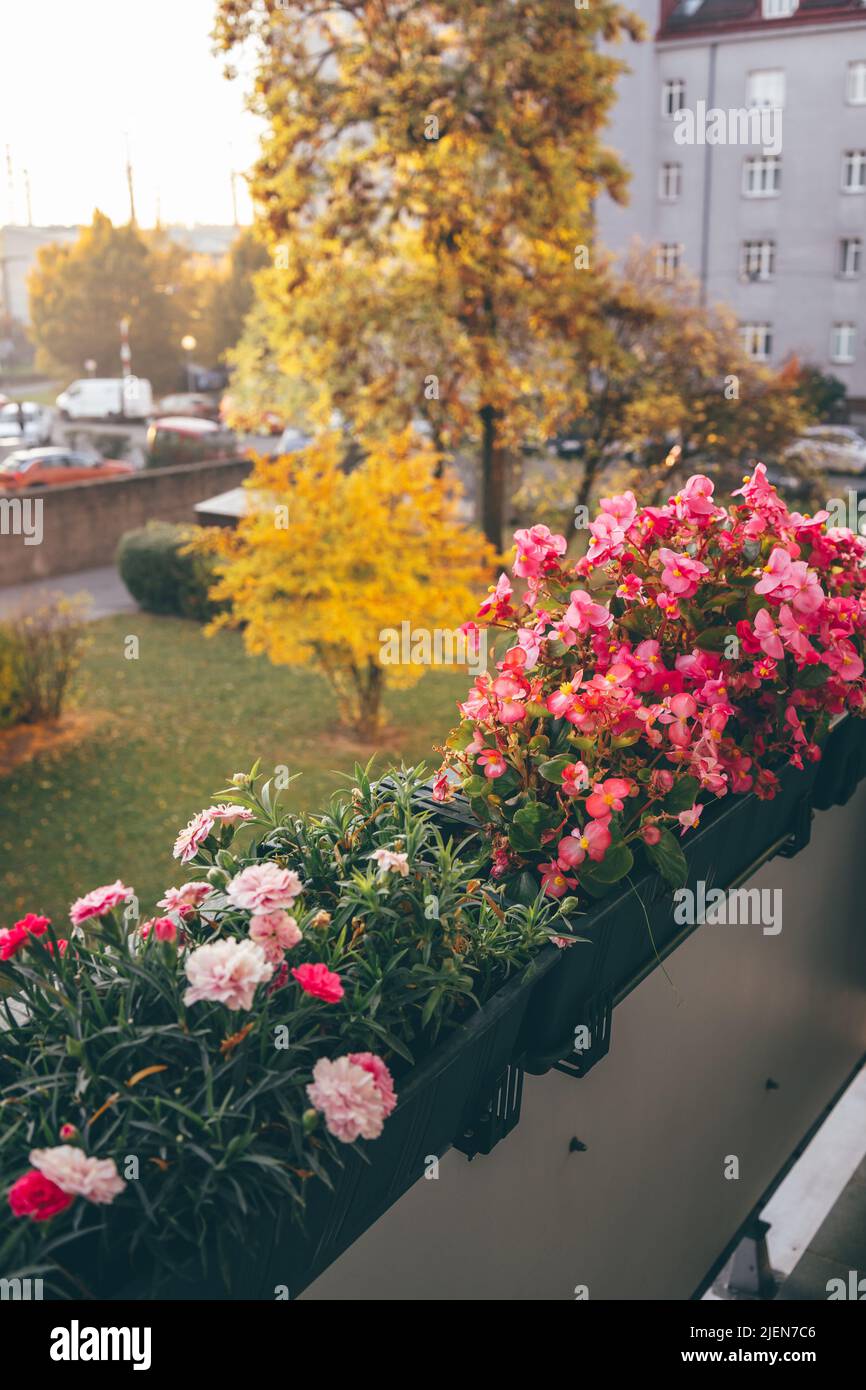 Beautiful balcony flowers in Autumn. Golden trees outside Stock Photo