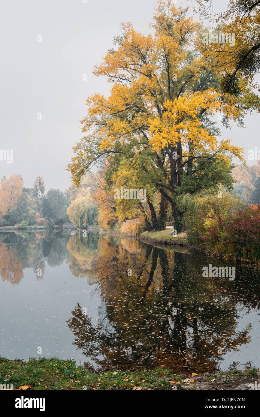 Beautiful Autumn view of the golden tree and pond in a park. Nature background Stock Photo