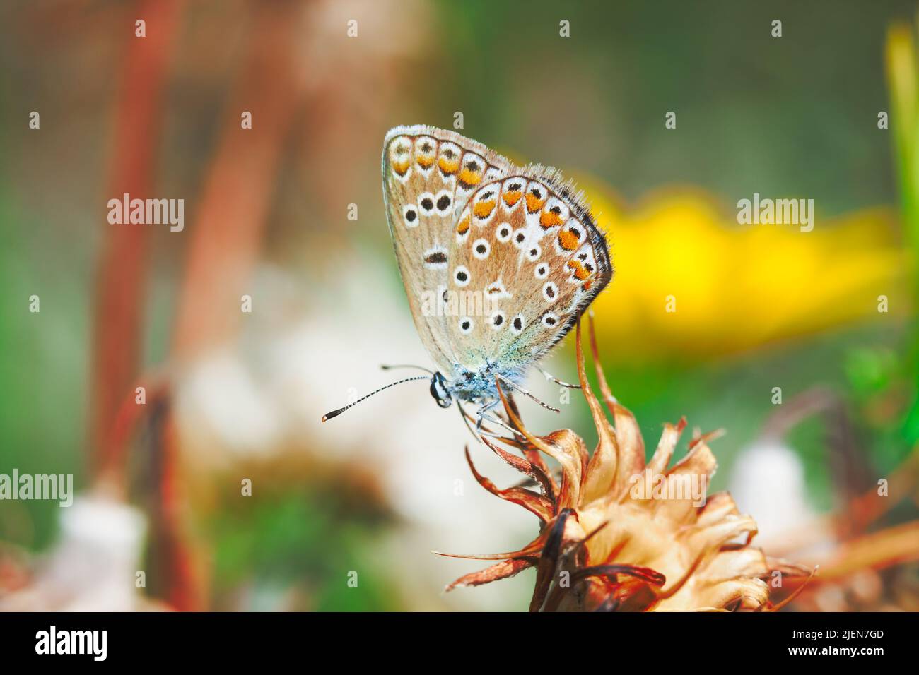 Plebejus argus, Silver Studded Blue common European butterfly in a meadow Stock Photo