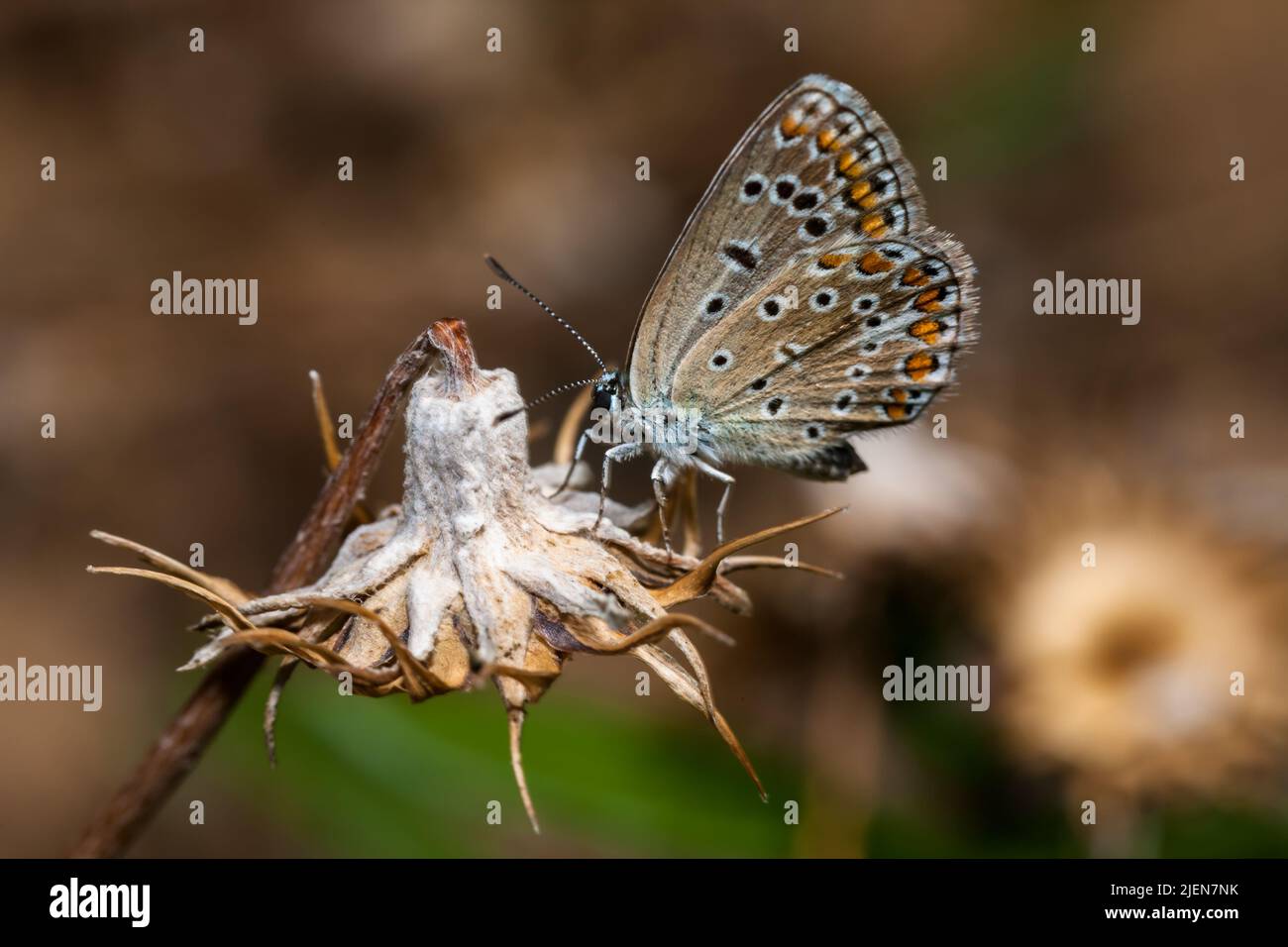 Plebejus argus, Silver Studded Blue common European butterfly in a meadow Stock Photo