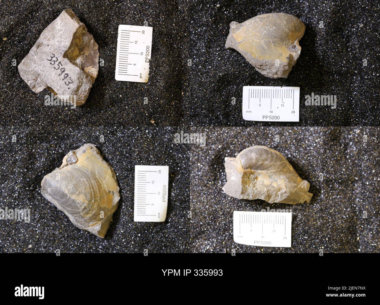 Shellfish specimens hi-res stock photography and images - Alamy