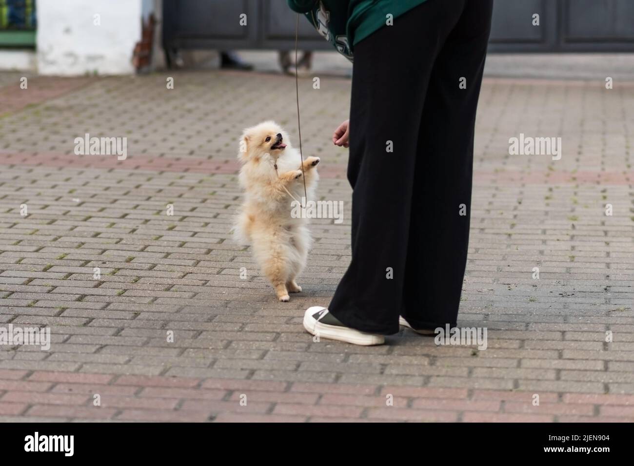 A cute beige spitz stands on its hind legs in front of its owner. High quality photo Stock Photo