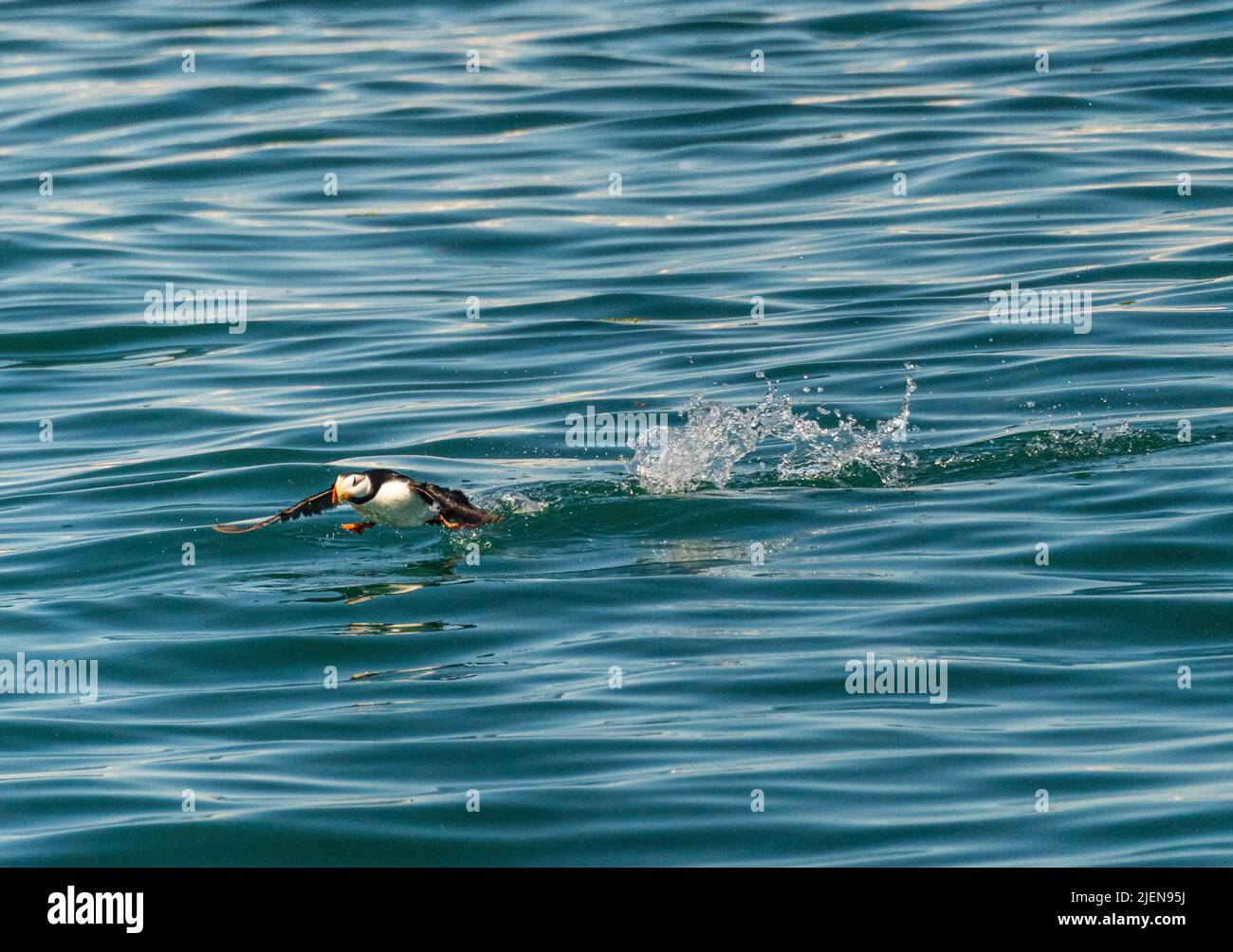 Single puffin taking off from the ocean in Resurrection Bay near Seward in Alaska Stock Photo