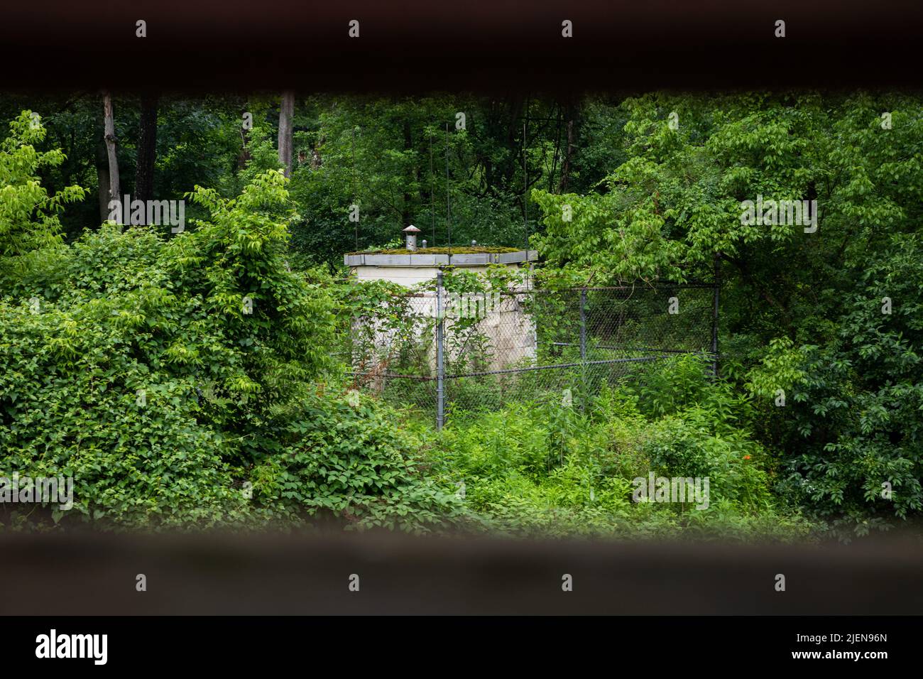 Old Abandoned Building in Overgrown Forest Stock Photo