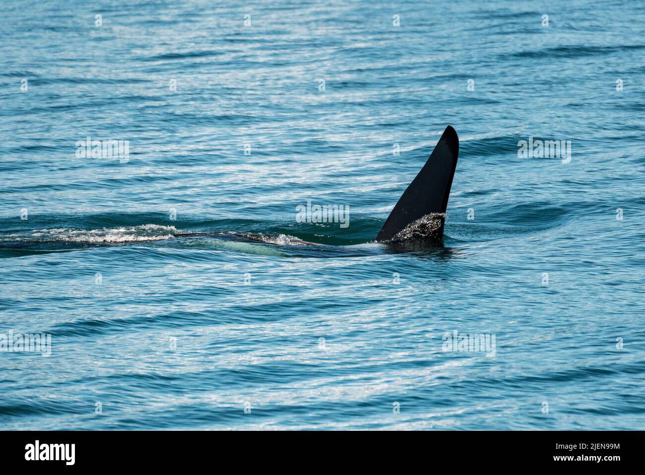Dark fin of orca whale cutting through the water of Resurrection Bay Seward Alaska Stock Photo