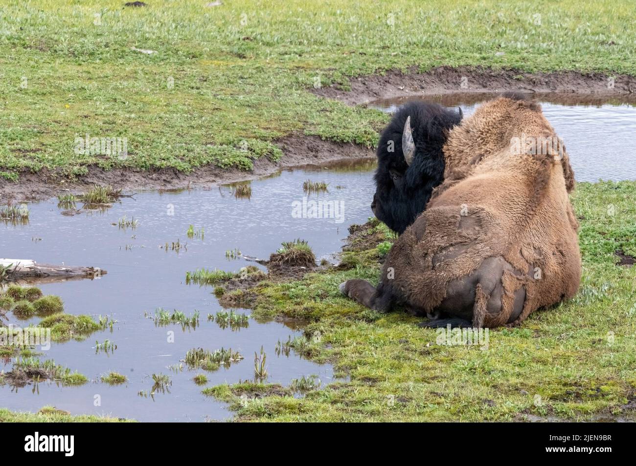 American Bison resting beside a stream in Yellowstone National Park Stock Photo