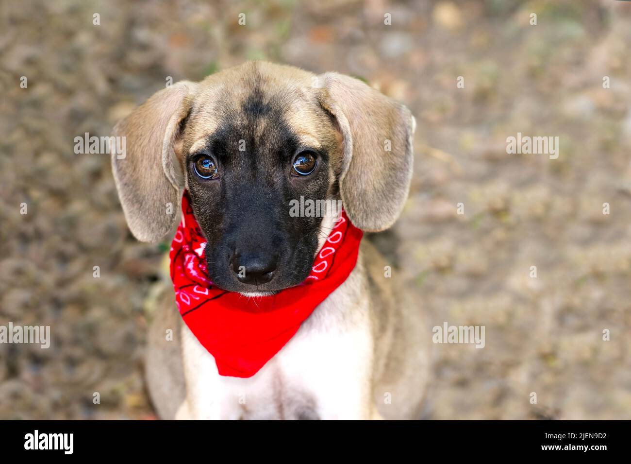 A Cute Shy Looking Adorable Puppy Dog Is Looking Right Into The Camera Stock Photo