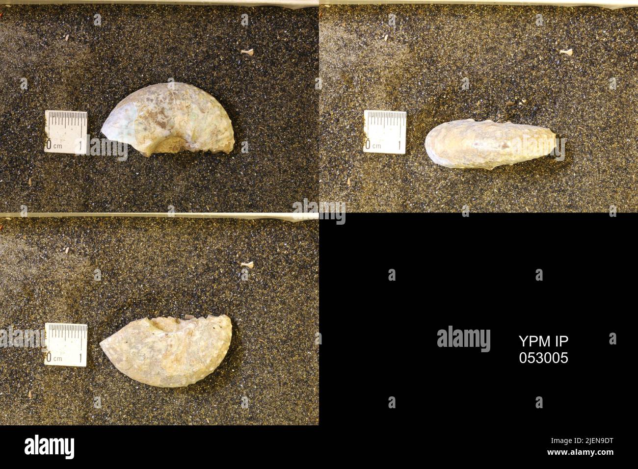 Discos Shell Discoidal shell hi-res stock photography and images - Alamy