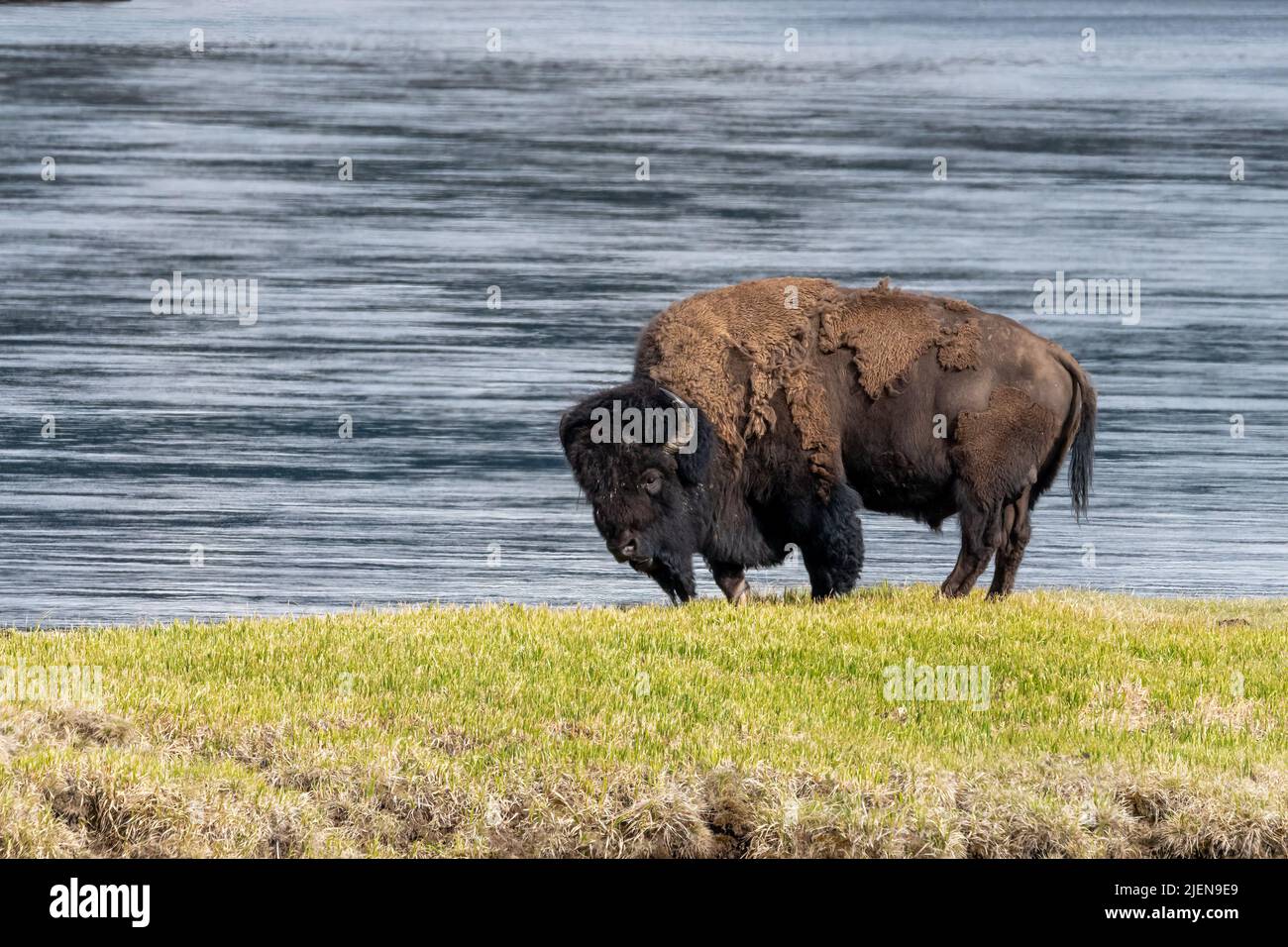 American Bison beside the Yellowstone River in Yellowstone National Park Stock Photo
