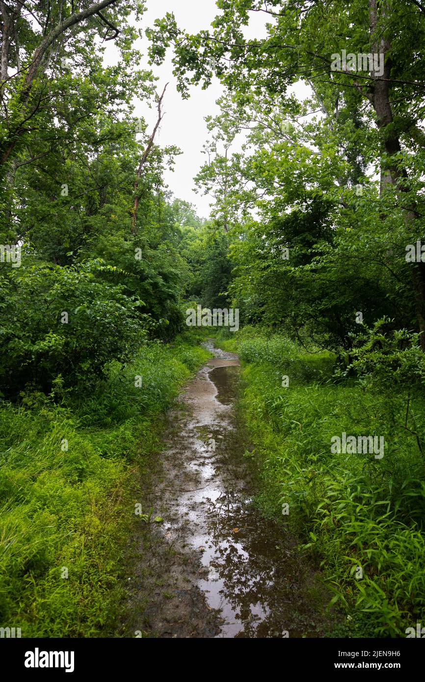 Muddy Pathway Through Rainy Forest Stock Photo Alamy