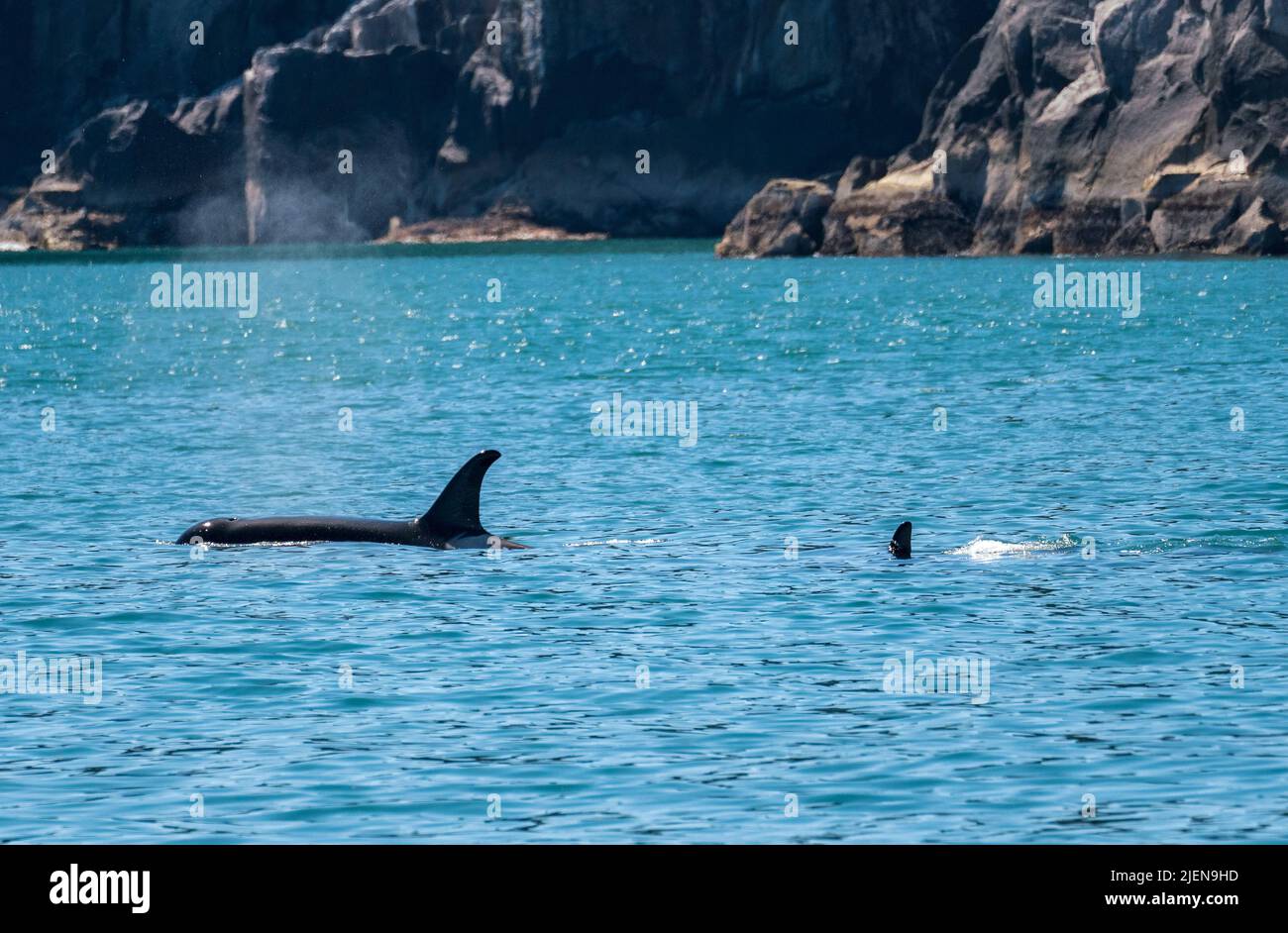 Dark fin of orca whale cutting through the water of Resurrection Bay Seward Alaska Stock Photo