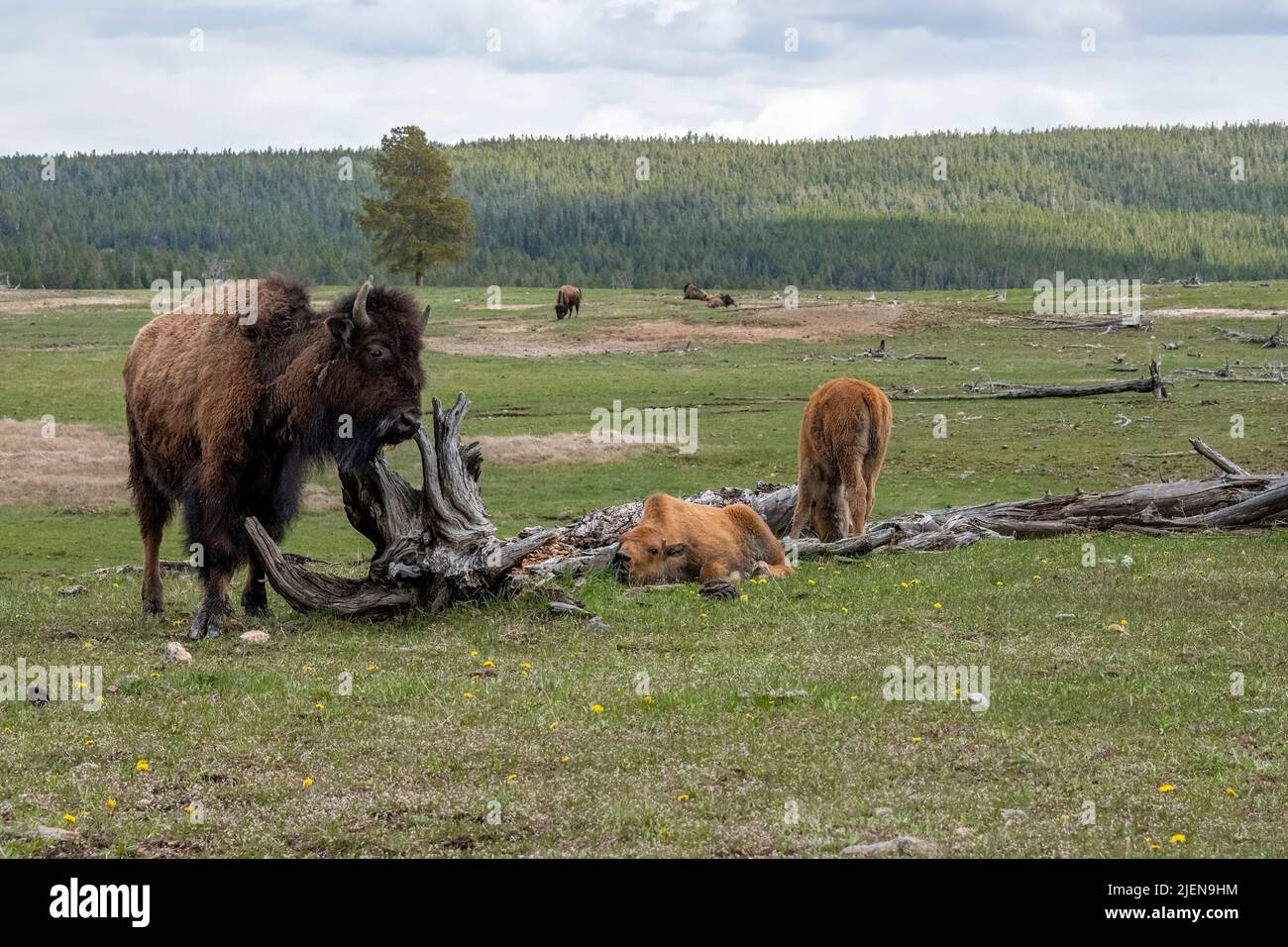 American Bison with Two Calves in Yellowstone National Park Stock Photo