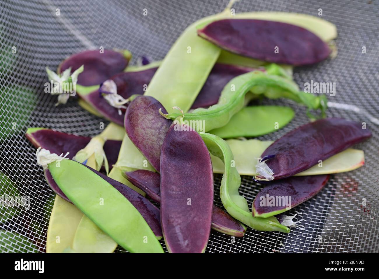 Sugar snap peas in three different colours Stock Photo