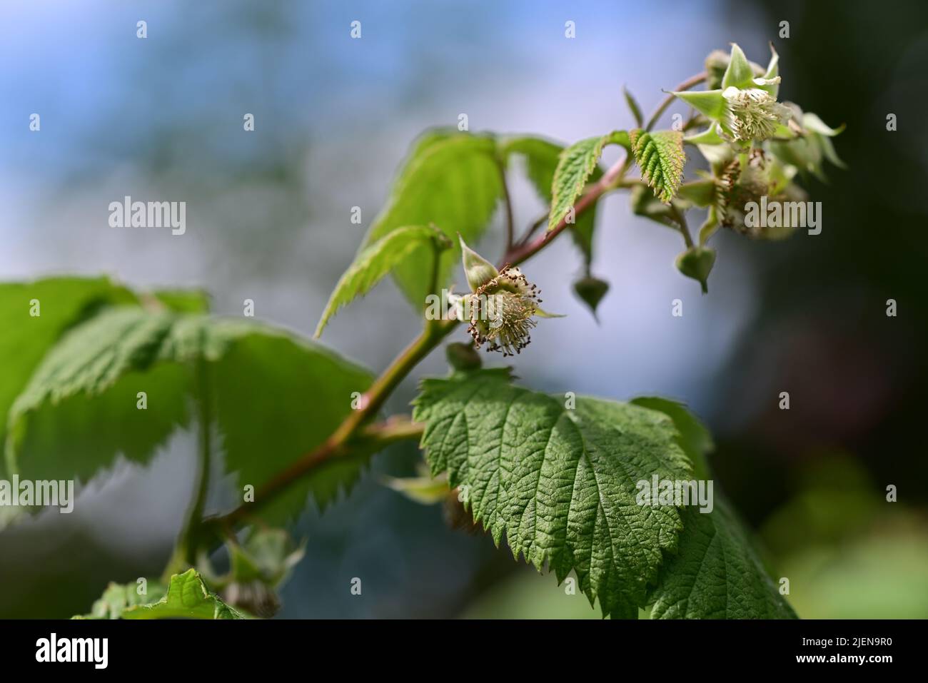 Unripe rashberry on the bush against a bluured background Stock Photo