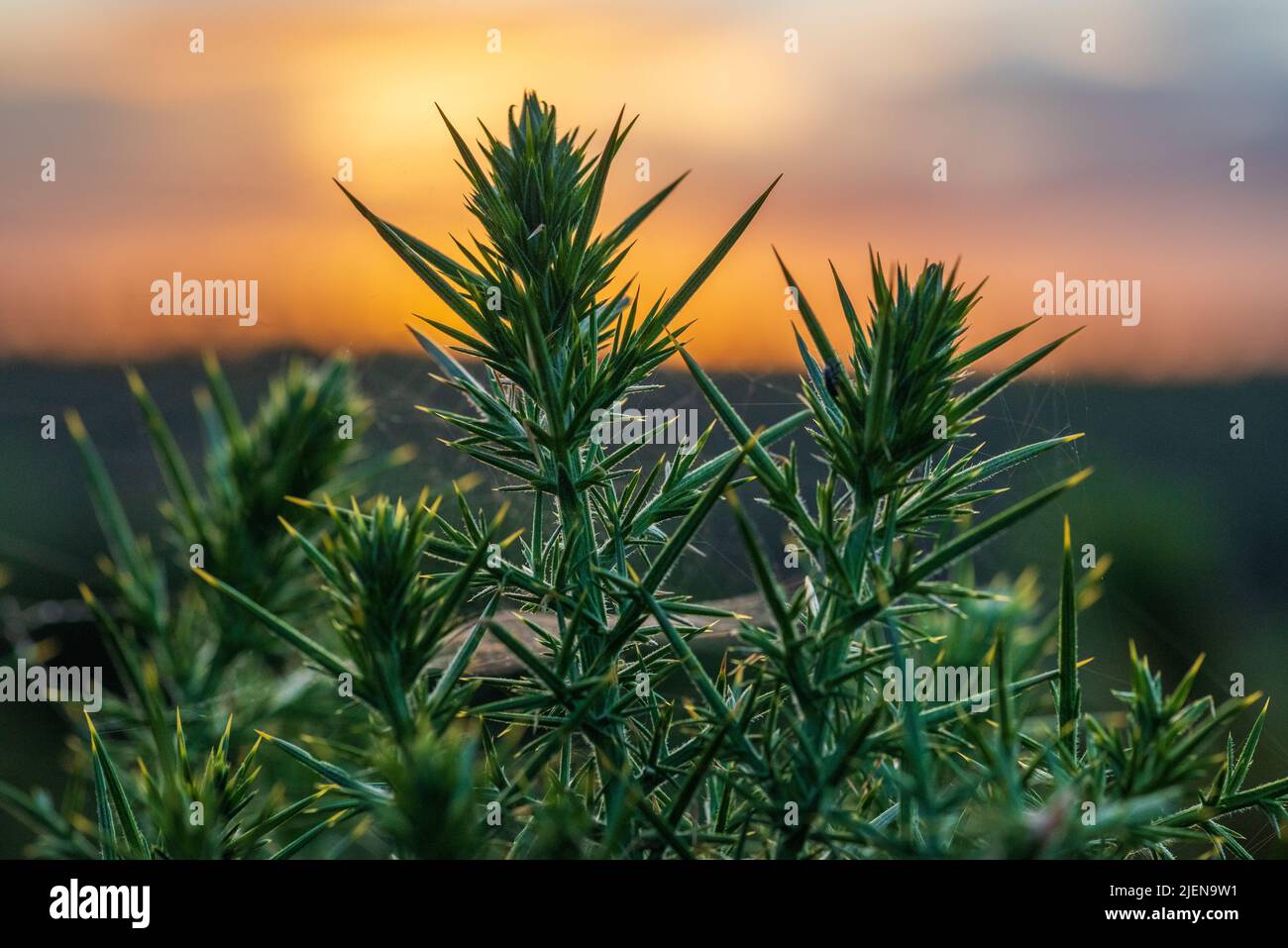 Thorns of a gorse bush with sunset sky behind. Stock Photo