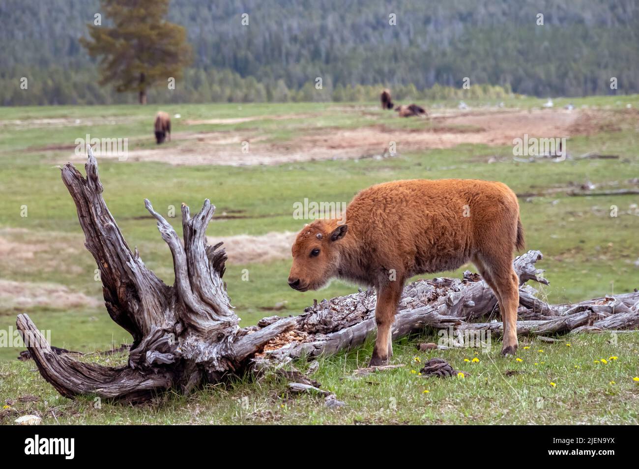 American Bison Calf in Yellowstone National Park Stock Photo