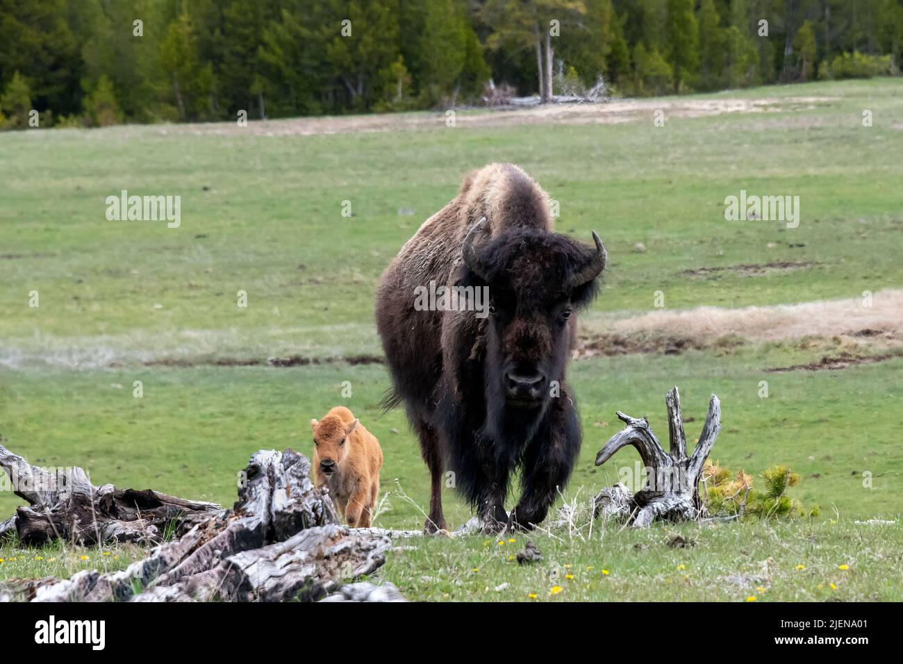 American Bison with Calf in Yellowstone National Park Stock Photo
