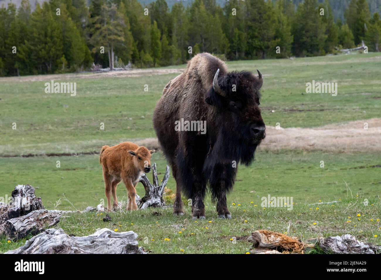American Bison with Calf in Yellowstone National Park Stock Photo