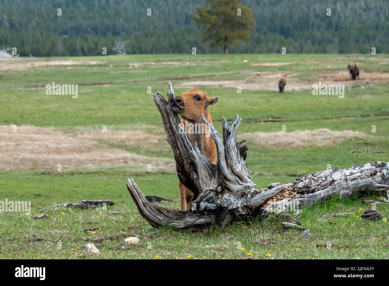 American Bison Calf in Yellowstone National Park Stock Photo - Alamy