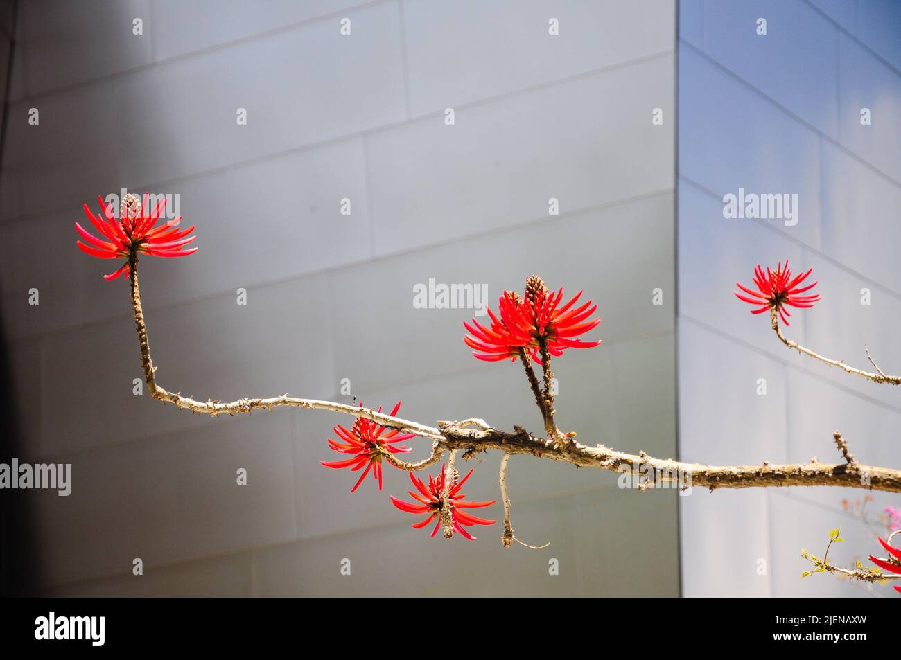 Flowers in a garden on the back side of Walt Disney Concert Hall in Los Angeles, California, USA Stock Photo