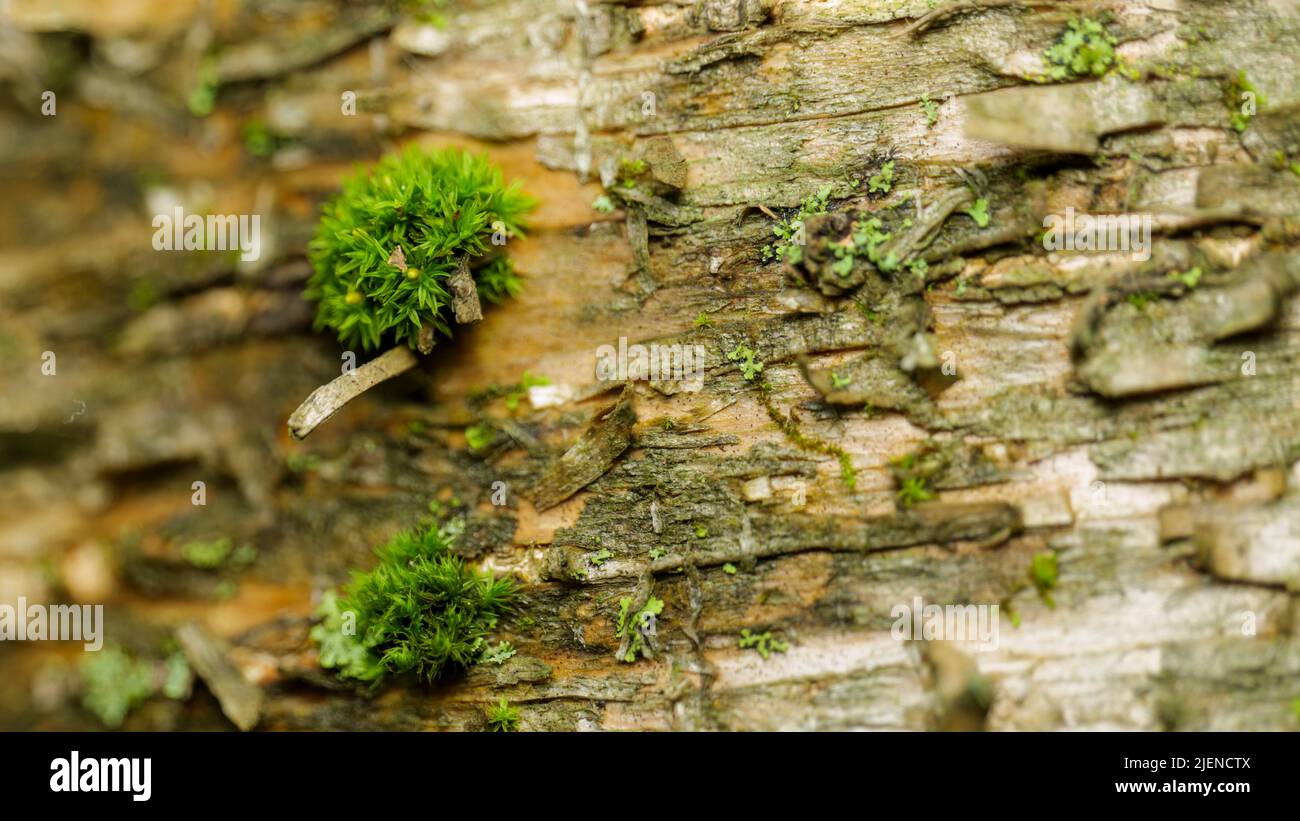 Close up of Moss on the tree. Nature life background with blurred background, selective focus Stock Photo