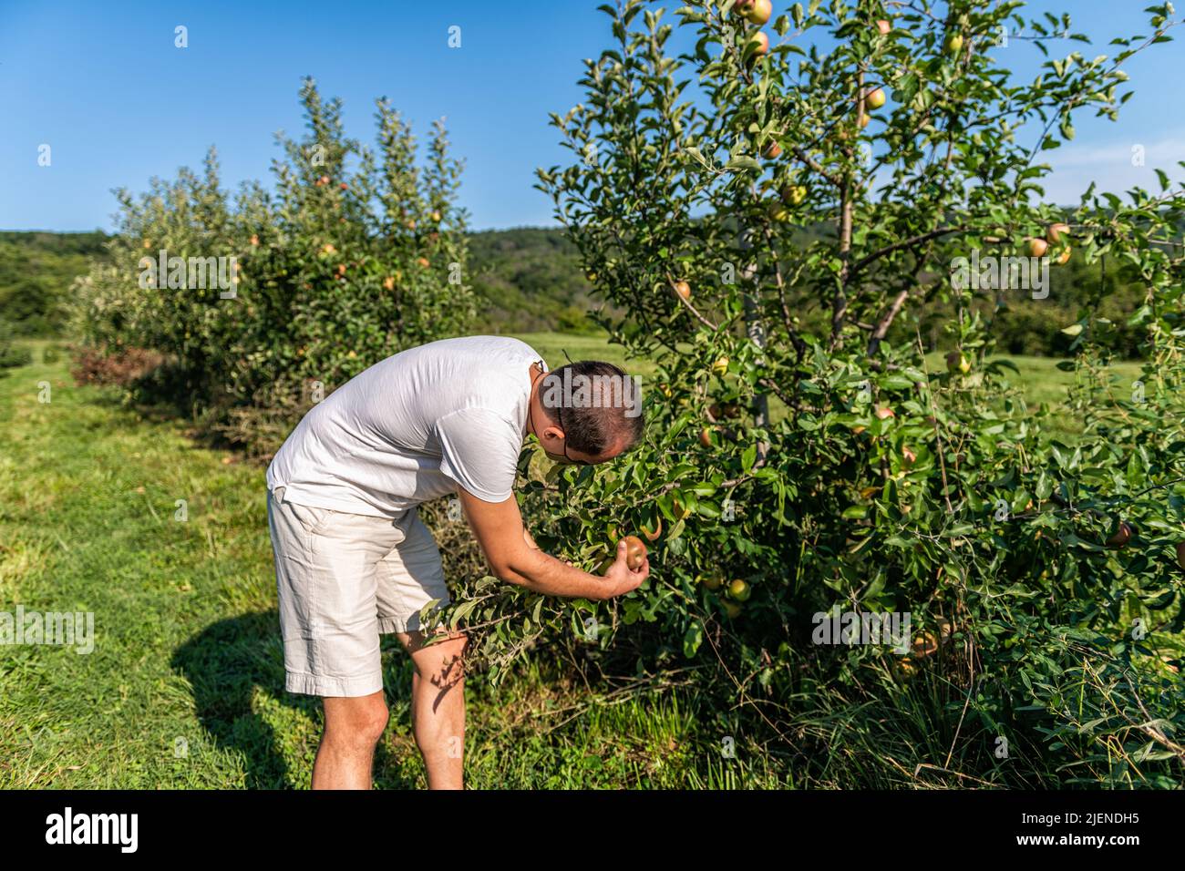 Apple orchard trees and man farmer, gardener picking red Fuji or Pippin fruit in summer garden farm countryside in Virginia in shorts and tshirt with Stock Photo