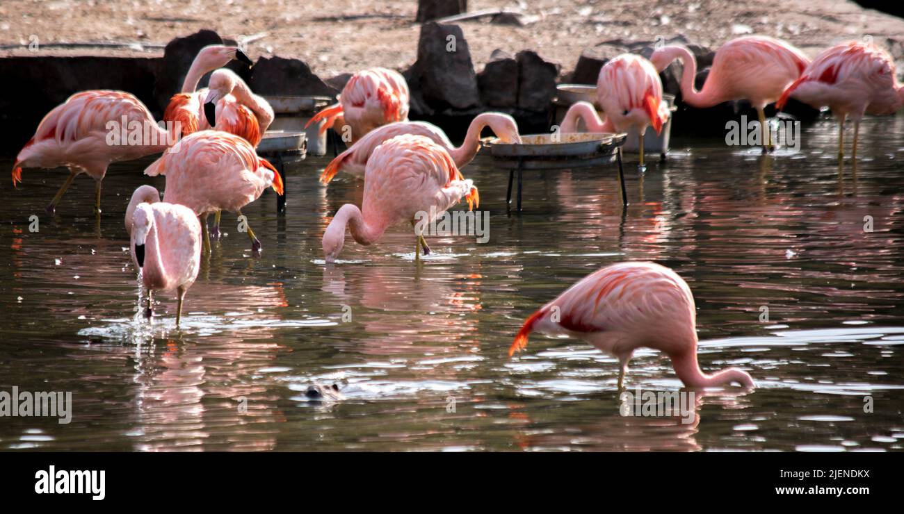 flamingos on the lake shore Stock Photo - Alamy