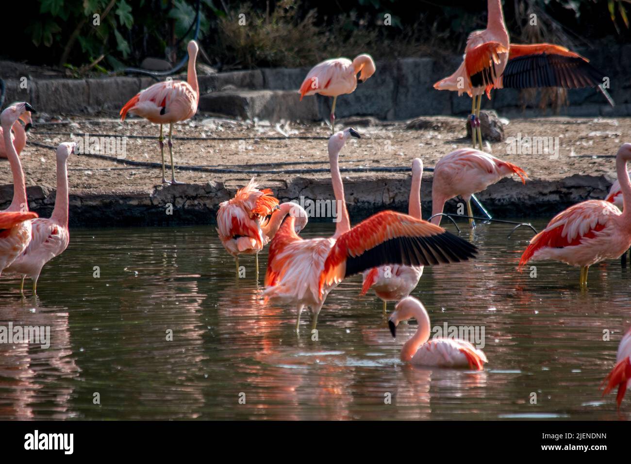 flamingos on the lake shore Stock Photo - Alamy