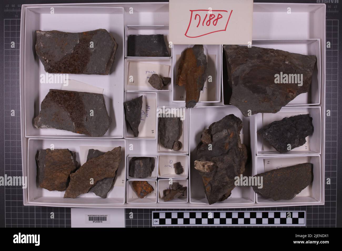 Paleontological evidence hi-res stock photography and images - Alamy
