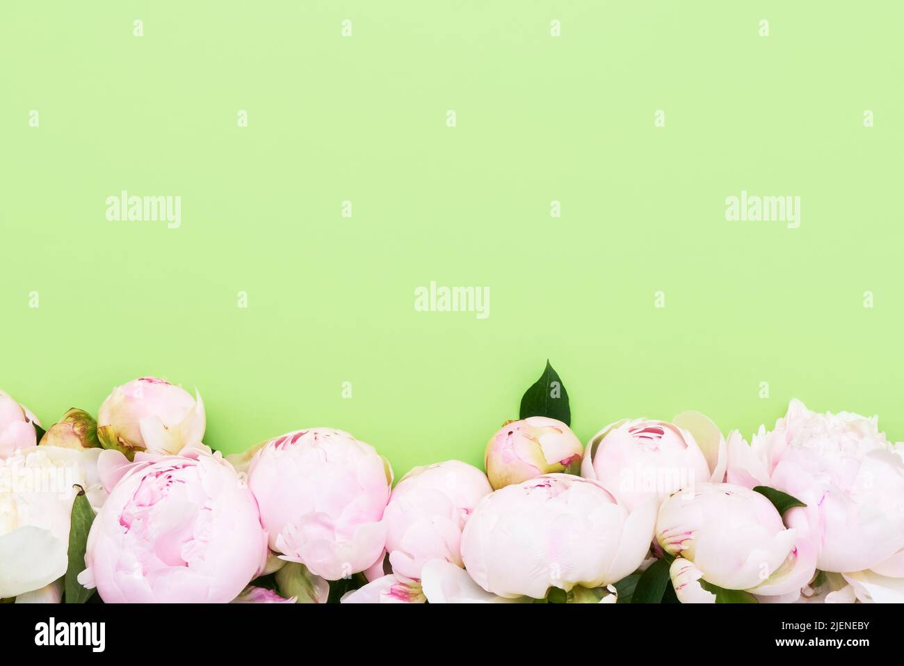 Pink peonies border on green background. Birthday, Valentines Day, Mother's day or Women's day concept. Top view, copy space, soft focus Stock Photo