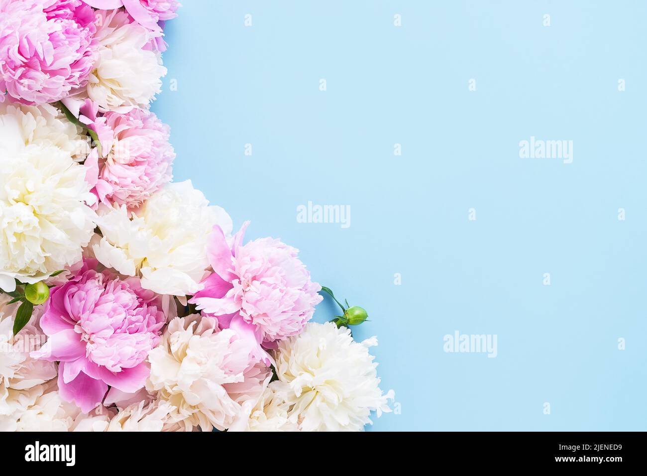 Pink and white peonies on a light blue background. Birthday, Valentines Day, Mother's day concept. Top view, copy space, soft focus Stock Photo