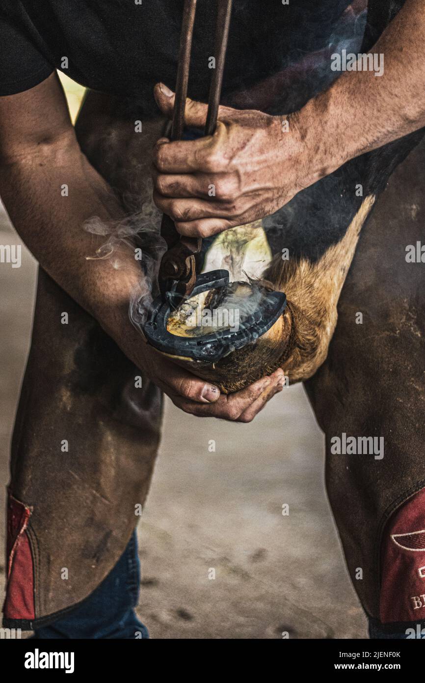 Farrier shoeing horse. Stock Photo