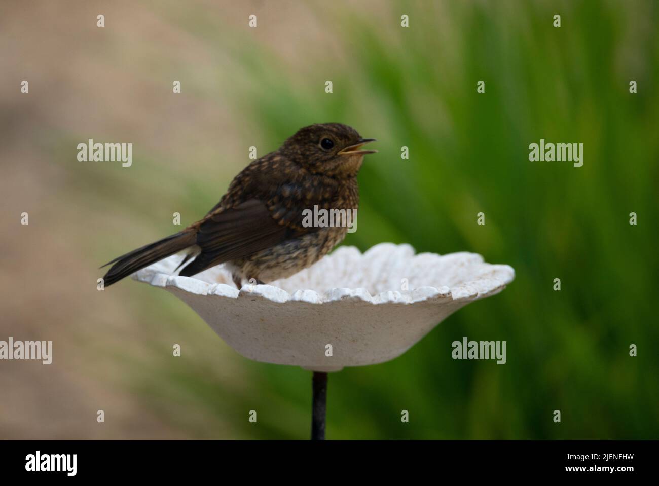 Fledgling Robin on a Ceramic Daisy Bird Feeder - British Garden Birds Stock Photo