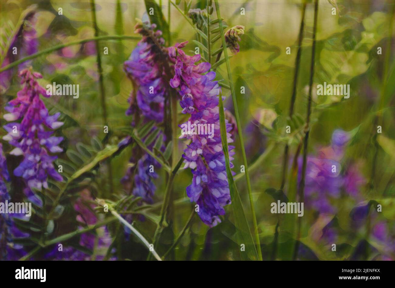 Painted images of purple Arctic lupine flowers, growing along a road in