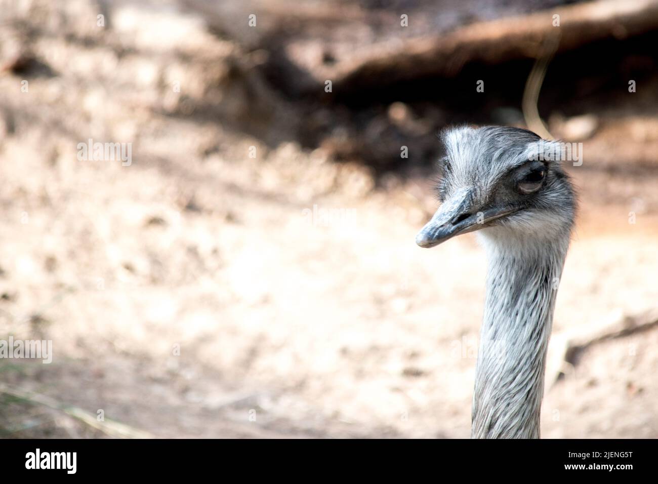 Portrait of an ostrich in the field Stock Photo
