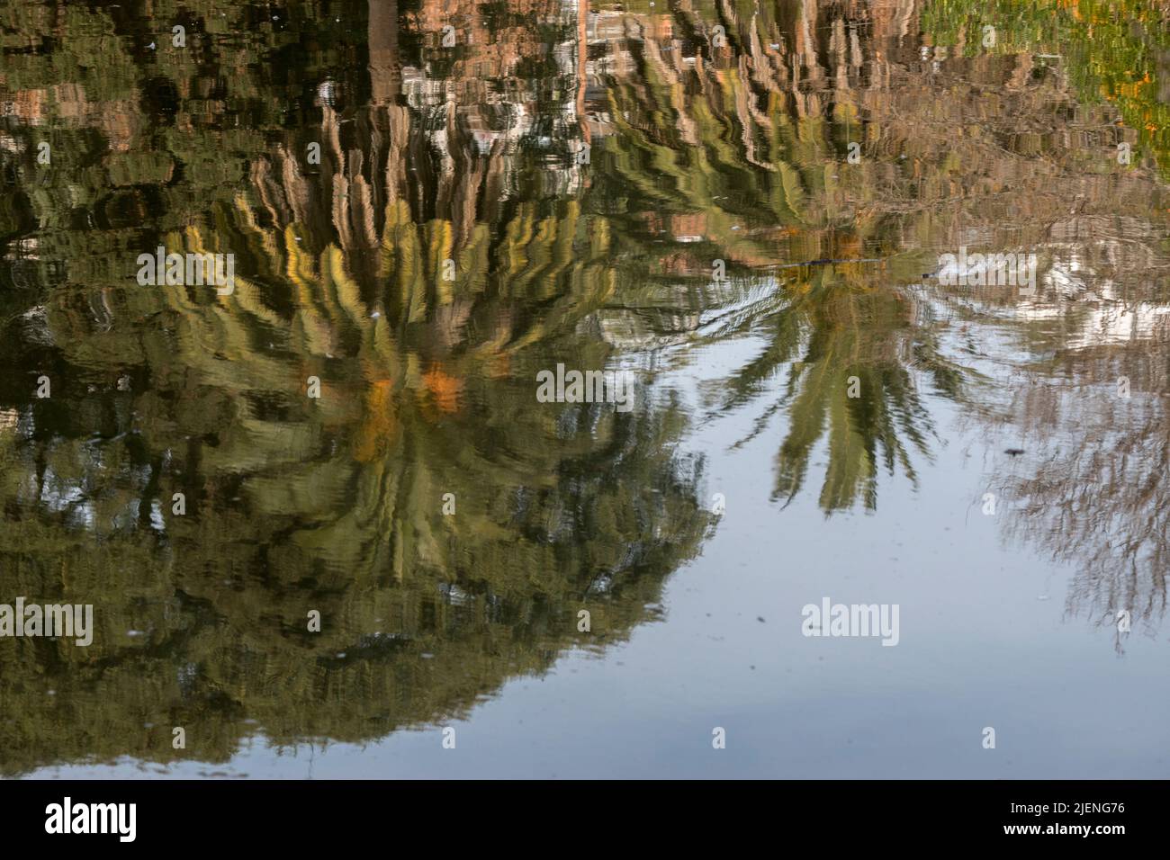 Distorted trees hi-res stock photography and images - Alamy