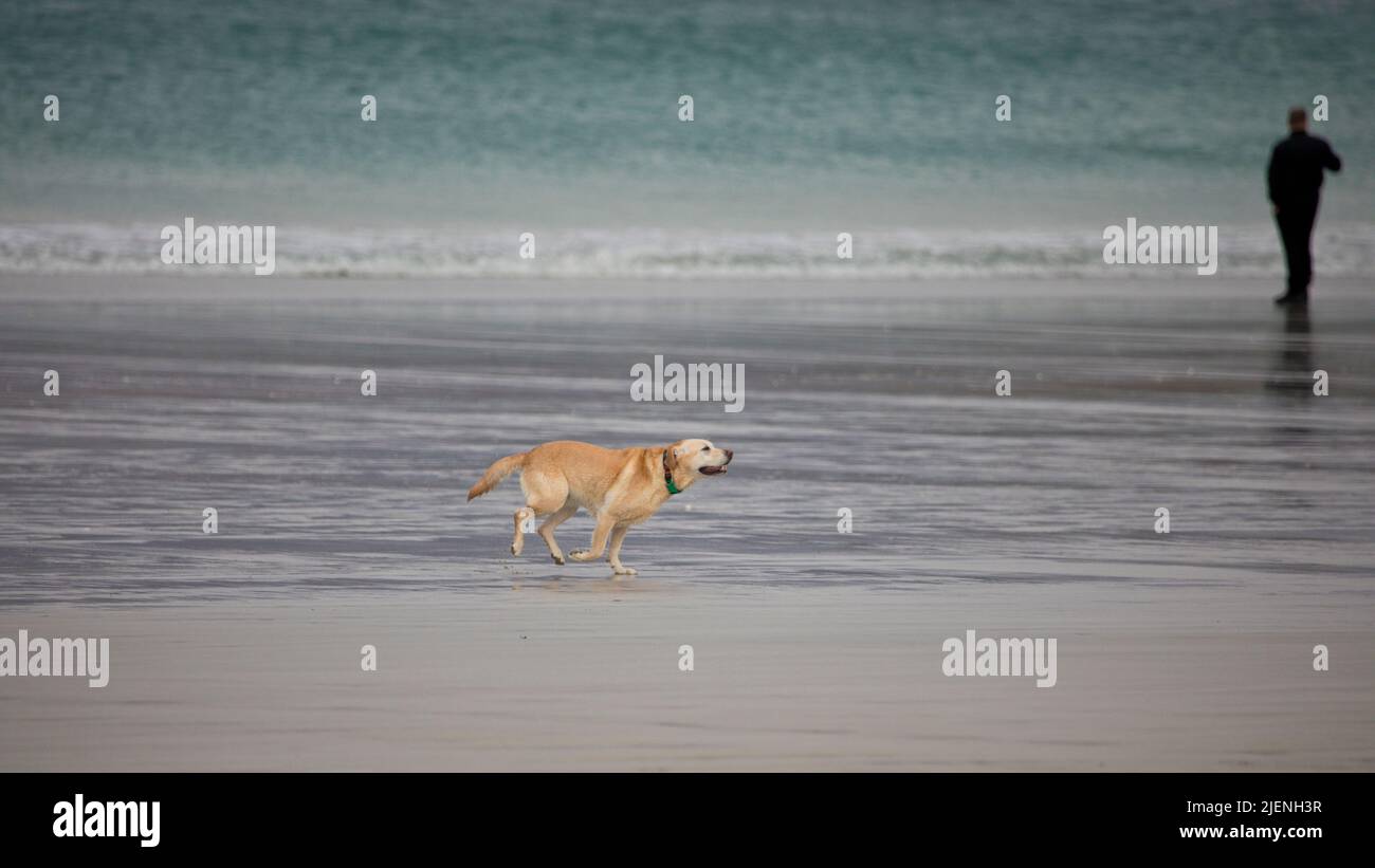 Psron taking yellow labrador dog for a walk at Luskentyre beach on the Isle of Harris, Outer Hebrides, Scotland, United Kingdom Stock Photo