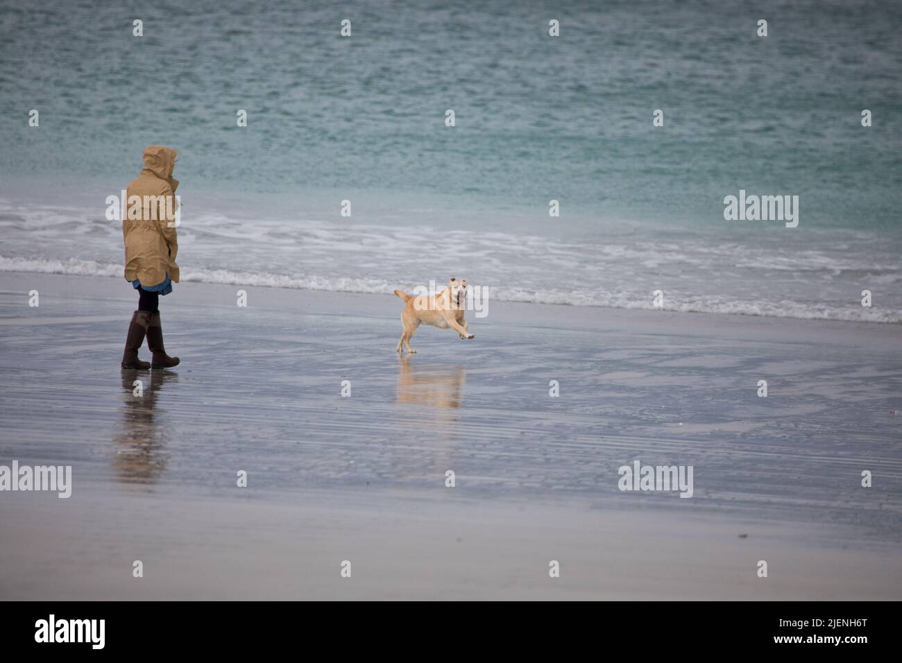 Psron taking yellow labrador dog for a walk at Luskentyre beach on the Isle of Harris, Outer Hebrides, Scotland, United Kingdom Stock Photo