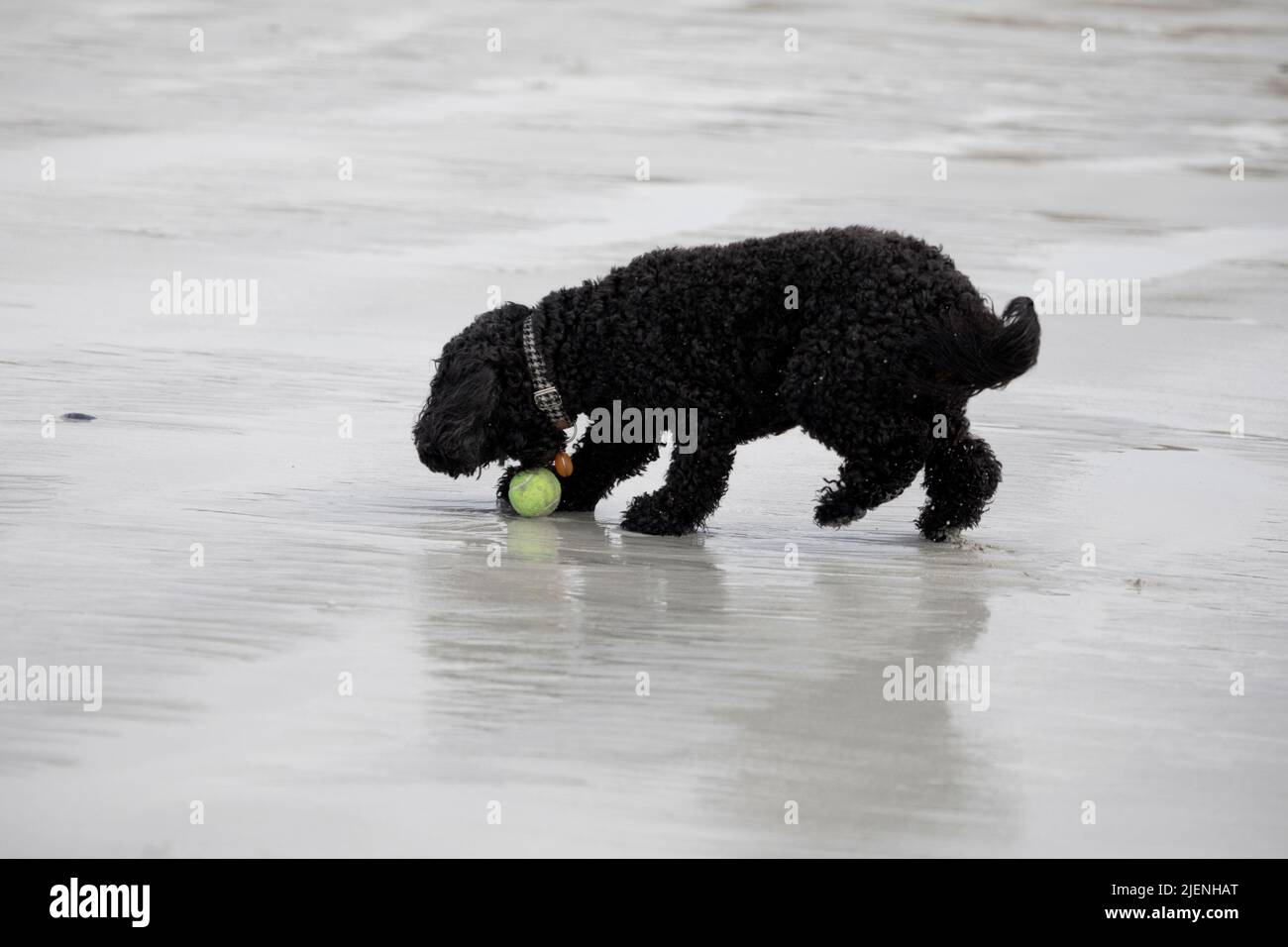 Black Cockapoo playing with a ball at Luskentyre beach on the Isle of Harris, Outer Hebrides, Scotland, United Kingdom Stock Photo