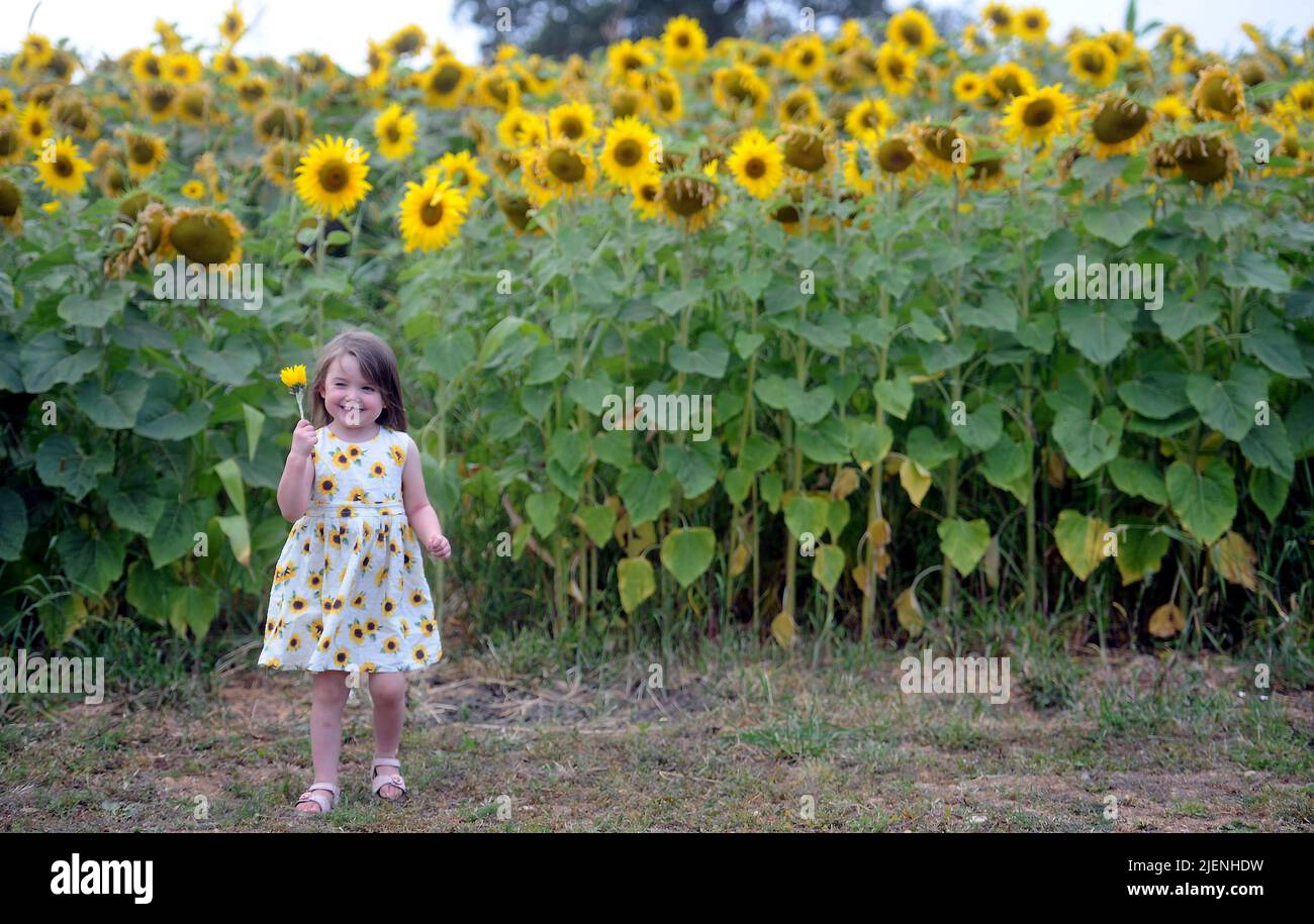 Field of Dreams, Memories of Summer : Cecelia Pullin, 3yrs, enjoying the last rays of September sunshine amongst the sunflowers in the rear field of her parents property at their home in Leonard Stanley, near Stroud, Gloucestershire, England. Pic taken 8th September 2021 Where: Leonard Stanley, Gloucestershire, United Kingdom When: 06 Sep 2020 Credit: Paul Nicholls/WENN Stock Photo