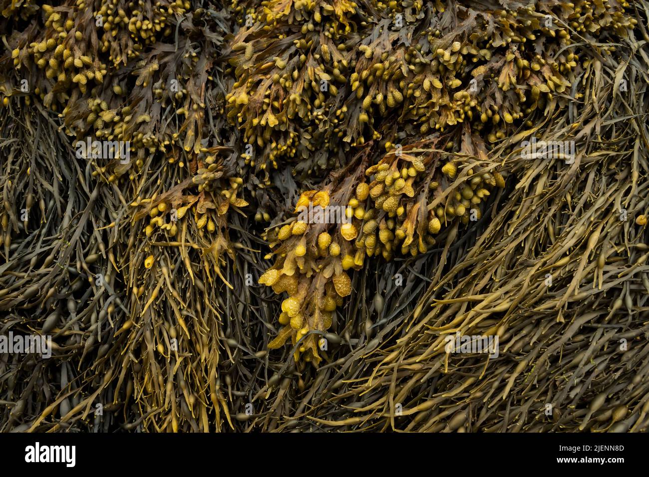 Closeup of bladder wrack seaweed Stock Photo Alamy