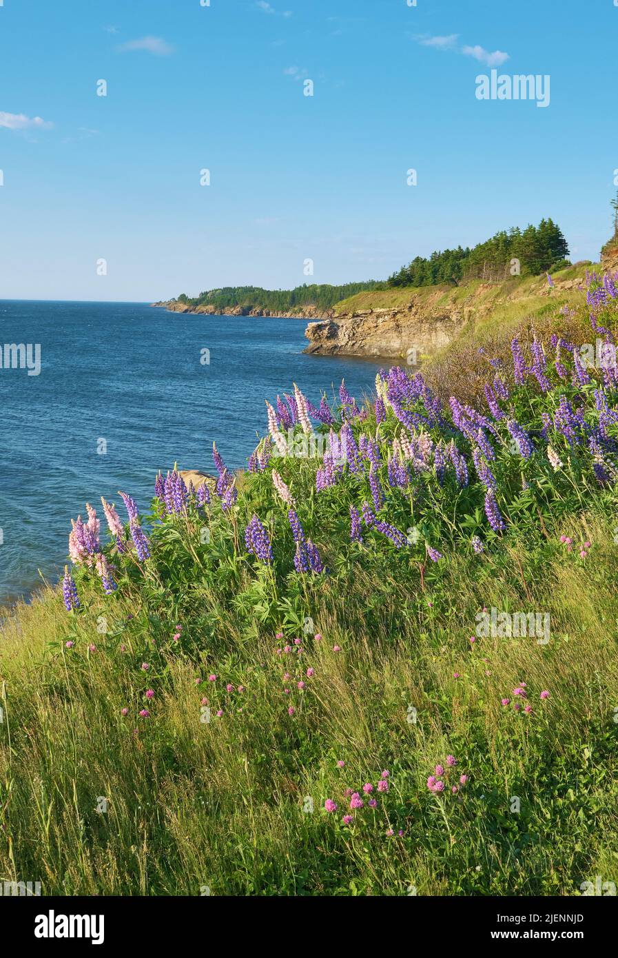 Wild lupins, Lupinus leguminosae, abound in late spring and summer in nova scotia.  These were photographed near the shore of South Bar Nova Scotia. Stock Photo