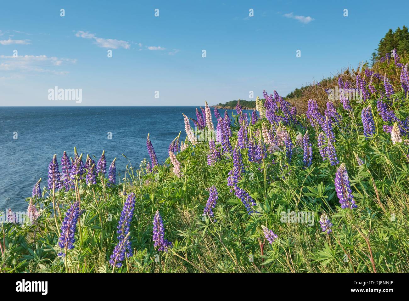 Wild lupins, Lupinus leguminosae, abound in late spring and summer in nova scotia.  These were photographed near the shore of South Bar Nova Scotia. Stock Photo