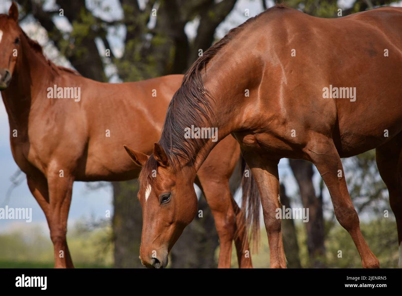 A quarter horse in a field at a horsemanship farm/ranch in southwestern