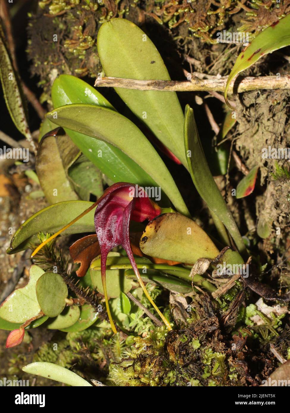 Tropical orchid Masdevallia rolfeana from cloud forests of Costa Rica Stock Photo