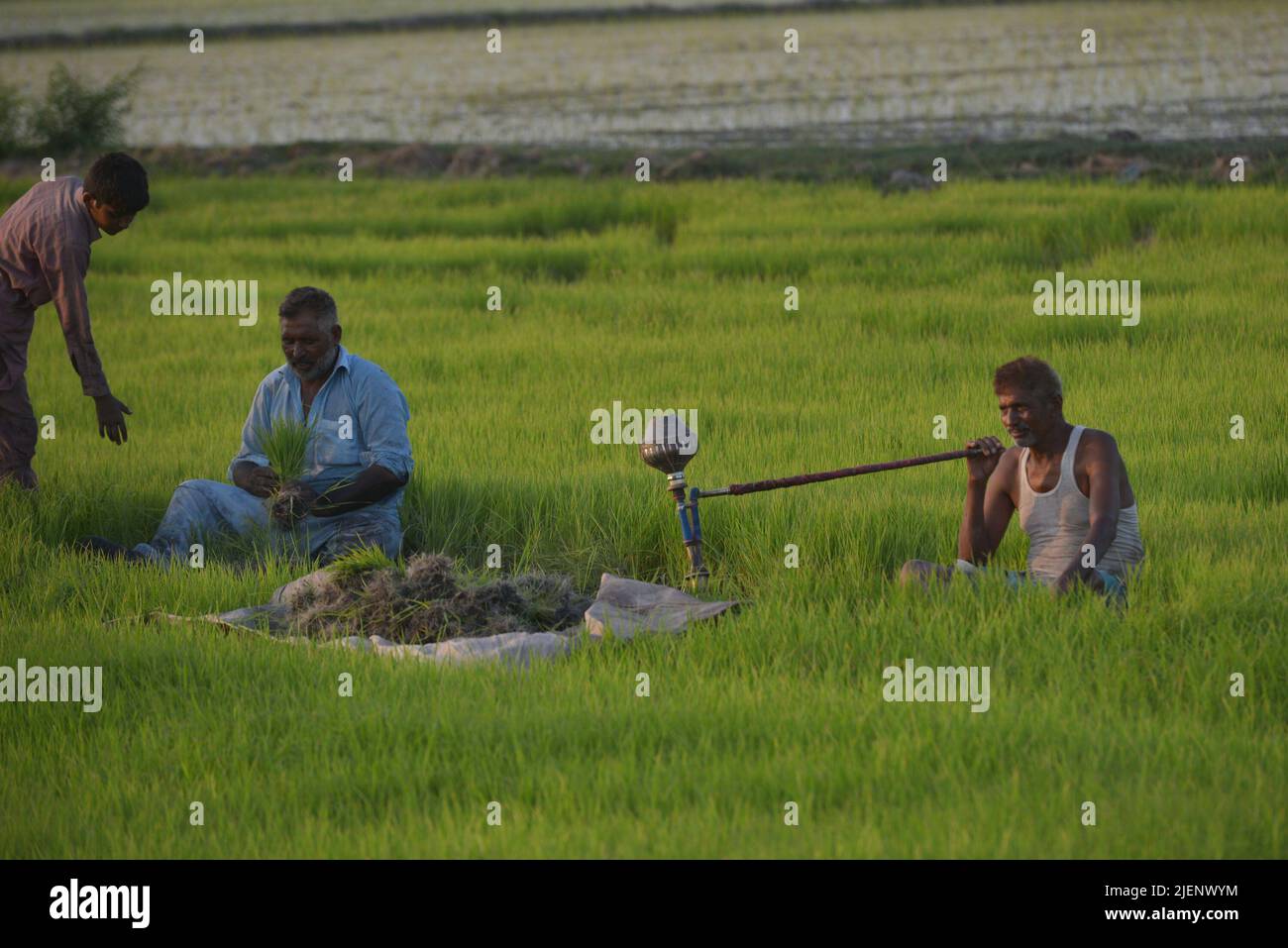 June 26, 2022, Lahore, Punjab, Pakistan: Pakistani villagers are busy in sapling the paddy nursery of rice plants from a field for re-plantation in a traditional way in sub-area of Lahore. A paddy field is a flooded parcel of arable land used for growing semiaquatic rice. Paddy cultivation should not be confused with cultivation of deep water rice, which is grown in flooded conditions with water more than 50 cm (20 in) deep for at least a month. Genetic evidence published in the Proceedings of the National Academy of Sciences of the United States of America (PNAS) shows that all forms of paddy Stock Photo
