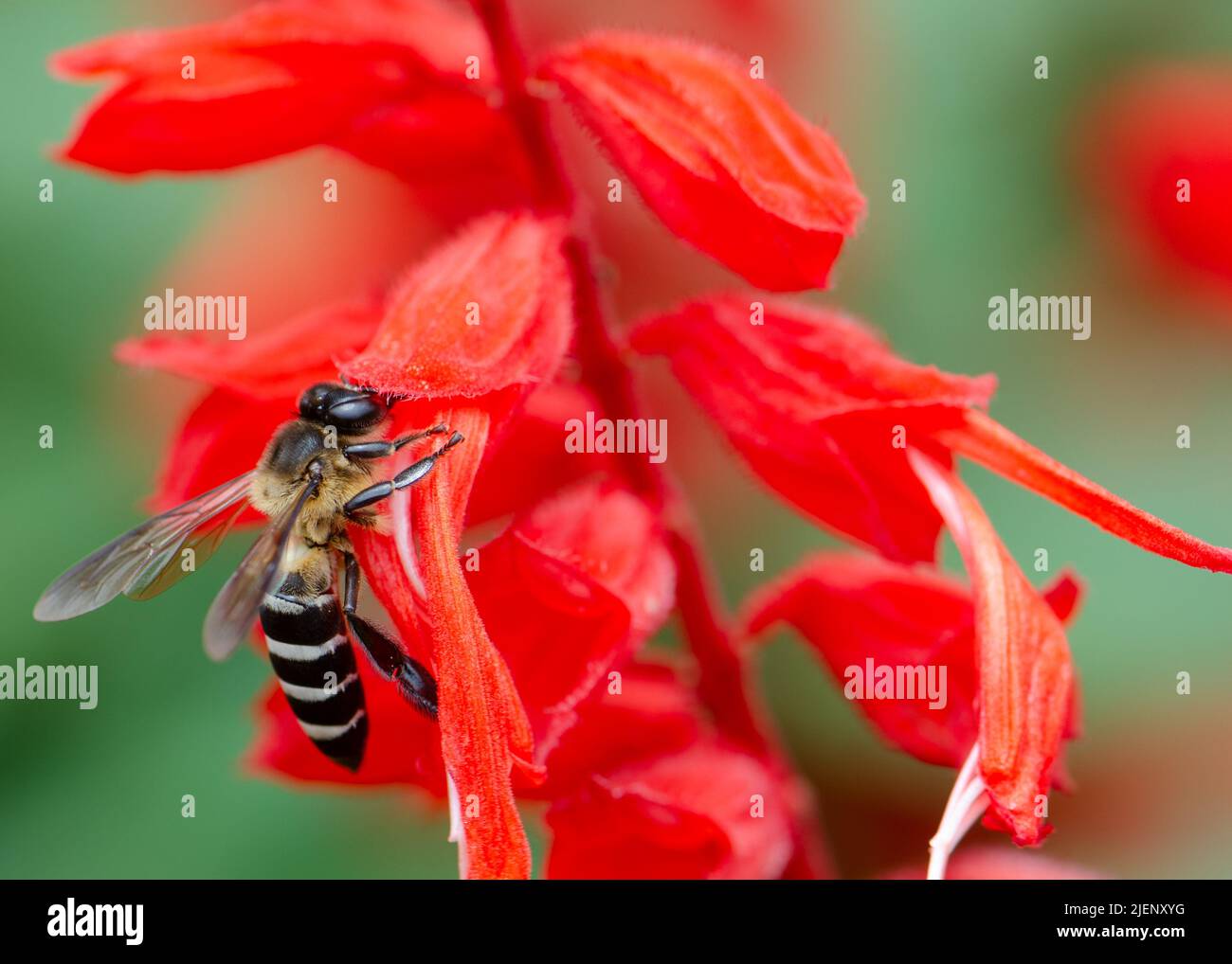 A black and white stripe bee on a Salvia or Scarlet Sage Flower Stock Photo