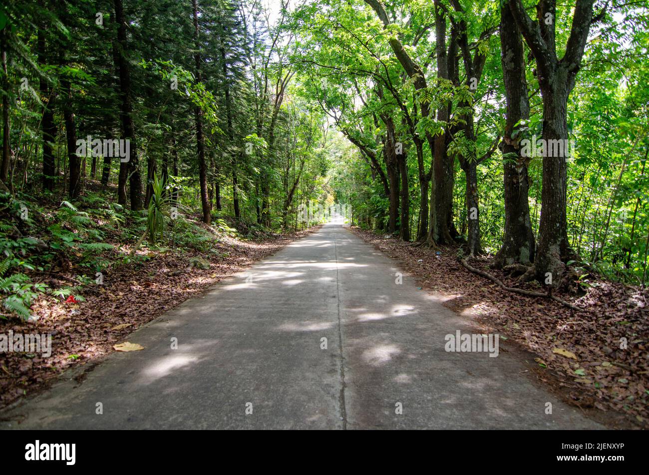 road in the middle of the forest under a canopy of trees Stock Photo